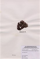 藏品(海木耳)的圖片
